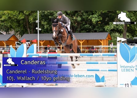 Deutsches Sportpferd, Wallach, 11 Jahre, 174 cm, Dunkelbrauner