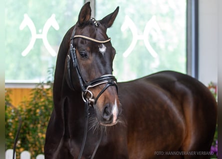 Deutsches Sportpferd, Wallach, 12 Jahre, 165 cm, Dunkelbrauner