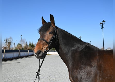 Deutsches Sportpferd, Wallach, 12 Jahre, 168 cm, Brauner