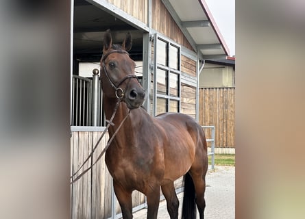 Deutsches Sportpferd, Wallach, 12 Jahre, 168 cm, Dunkelbrauner
