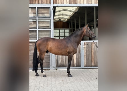 Deutsches Sportpferd, Wallach, 12 Jahre, 168 cm, Dunkelbrauner
