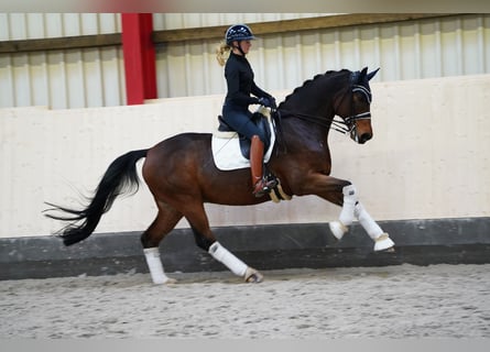 Deutsches Sportpferd, Wallach, 12 Jahre, 170 cm, Dunkelbrauner