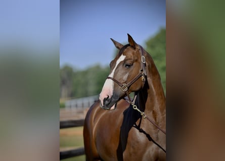 Deutsches Sportpferd, Wallach, 12 Jahre, 172 cm, Dunkelfuchs