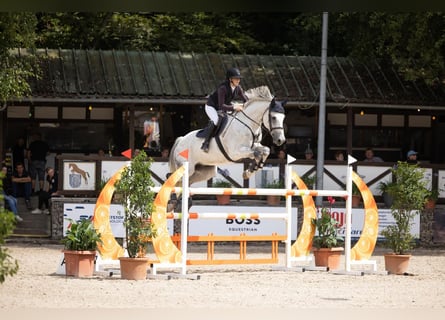 Deutsches Sportpferd, Wallach, 12 Jahre, 178 cm, Schimmel