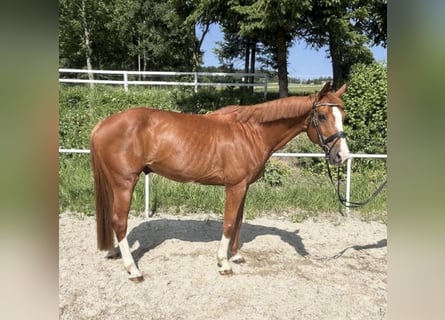 Deutsches Sportpferd, Wallach, 13 Jahre, 162 cm, Fuchs