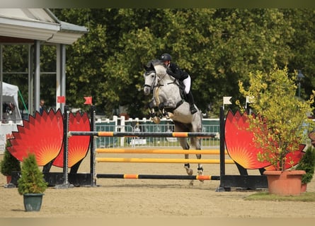 Deutsches Sportpferd, Wallach, 13 Jahre, 167 cm, Apfelschimmel