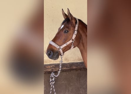 Deutsches Sportpferd, Wallach, 14 Jahre, 172 cm, Brauner