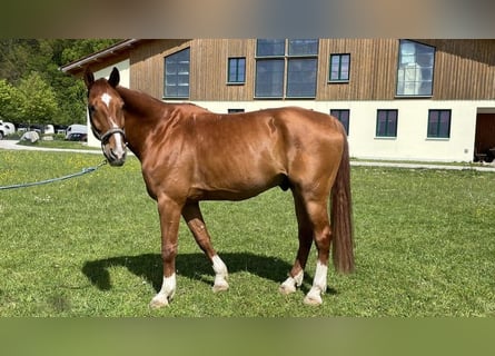 Deutsches Sportpferd, Wallach, 14 Jahre, 180 cm, Fuchs