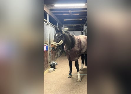 Deutsches Sportpferd, Wallach, 15 Jahre, 170 cm, Brauner