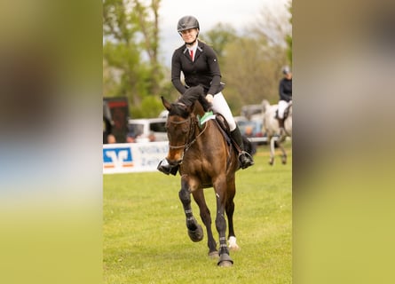 Deutsches Sportpferd, Wallach, 15 Jahre, 170 cm, Dunkelbrauner