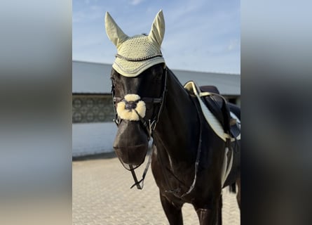 Deutsches Sportpferd, Wallach, 18 Jahre, 169 cm, Schwarzbrauner