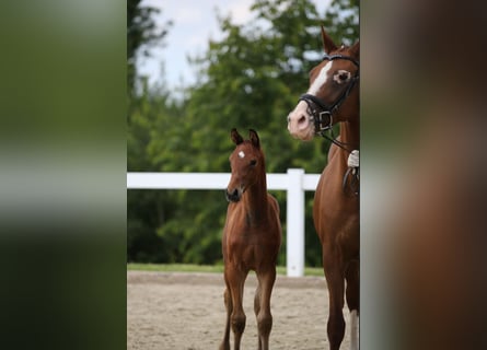 Deutsches Sportpferd, Wallach, 1 Jahr, 175 cm, Brauner