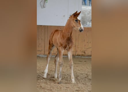 Deutsches Sportpferd, Wallach, 1 Jahr, Brauner