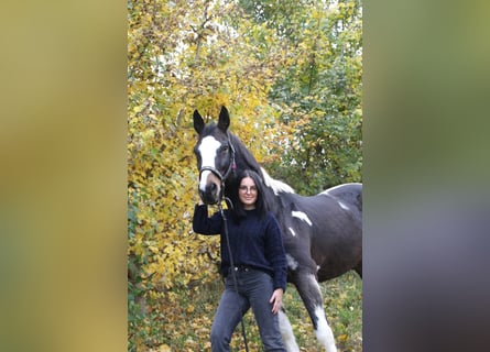 Deutsches Sportpferd, Wallach, 21 Jahre, 163 cm, Schecke