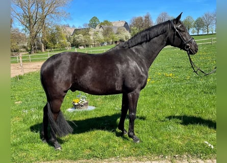 Deutsches Sportpferd, Wallach, 22 Jahre, 162 cm, Rappe