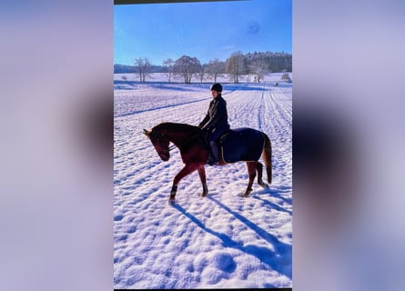 Deutsches Sportpferd, Wallach, 22 Jahre