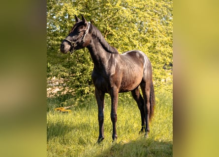 Deutsches Sportpferd, Wallach, 2 Jahre, 155 cm, Rappe