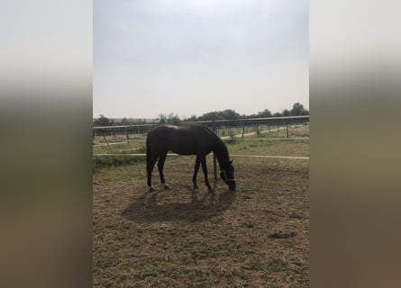 Deutsches Sportpferd, Wallach, 2 Jahre, 162 cm, Rappe