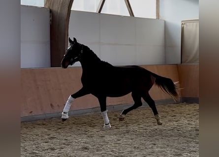 Deutsches Sportpferd, Wallach, 2 Jahre, 165 cm, Brauner