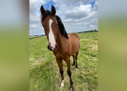 Deutsches Sportpferd, Wallach, 2 Jahre, 166 cm, Brauner