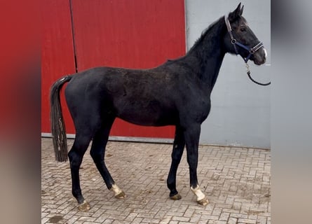 Deutsches Sportpferd, Wallach, 2 Jahre, 166 cm, Schimmel