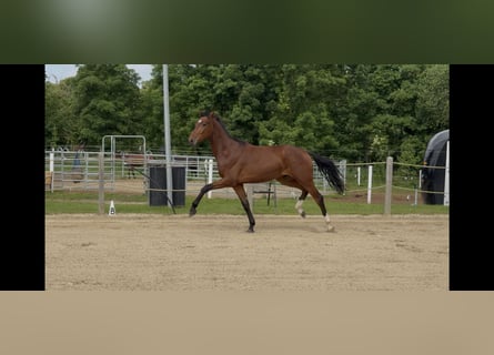 Deutsches Sportpferd, Wallach, 2 Jahre, 167 cm, Brauner