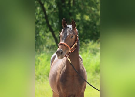 Deutsches Sportpferd, Wallach, 2 Jahre, 167 cm, Dunkelbrauner