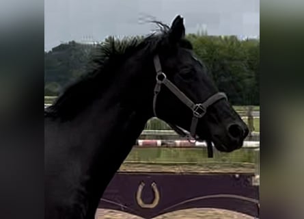 Deutsches Sportpferd, Wallach, 2 Jahre, 170 cm, Rappe