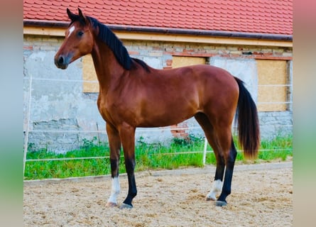 Deutsches Sportpferd, Wallach, 2 Jahre, 172 cm, Brauner