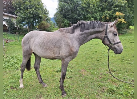 Deutsches Sportpferd, Wallach, 2 Jahre, 175 cm, Rappschimmel