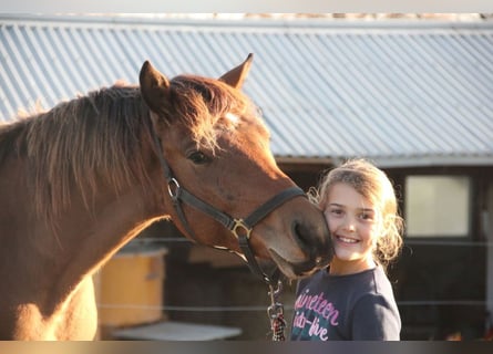 Deutsches Sportpferd Mix, Wallach, 3 Jahre, 155 cm, Brauner