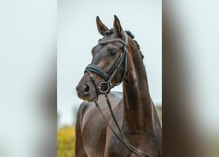 Deutsches Sportpferd, Wallach, 3 Jahre, 156 cm, Dunkelbrauner