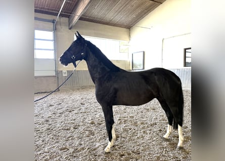 Deutsches Sportpferd, Wallach, 3 Jahre, 156 cm, Rappe