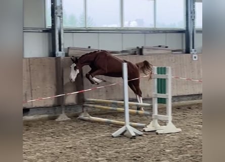 Deutsches Sportpferd, Wallach, 3 Jahre, 159 cm, Fuchs