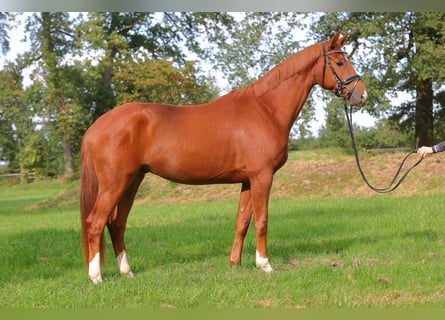 Deutsches Sportpferd, Wallach, 3 Jahre, 162 cm, Fuchs