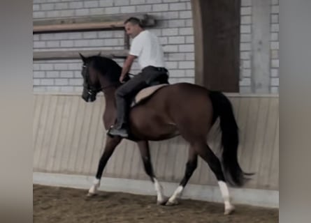 Deutsches Sportpferd, Wallach, 3 Jahre, 163 cm, Brauner