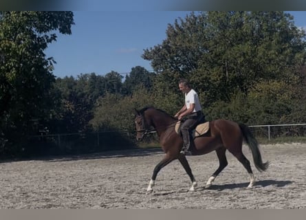 Deutsches Sportpferd, Wallach, 3 Jahre, 163 cm, Brauner