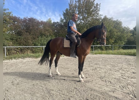 Deutsches Sportpferd, Wallach, 3 Jahre, 163 cm, Brauner