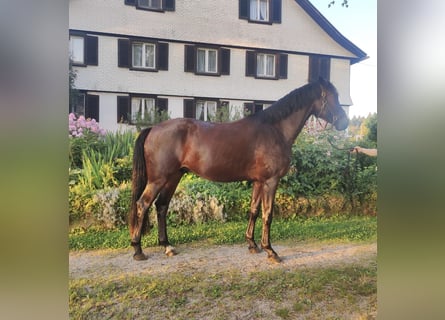 Deutsches Sportpferd, Wallach, 3 Jahre, 163 cm, Brauner