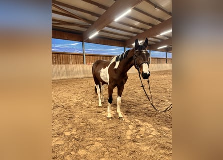 Deutsches Sportpferd, Wallach, 3 Jahre, 163 cm, Schecke