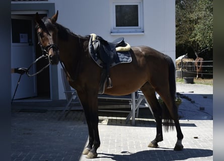 Deutsches Sportpferd, Wallach, 3 Jahre, 165 cm, Brauner
