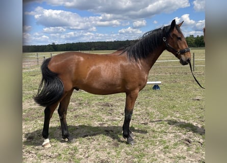 Deutsches Sportpferd Mix, Wallach, 3 Jahre, 165 cm, Brauner