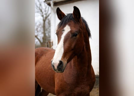 Deutsches Sportpferd, Wallach, 3 Jahre, 165 cm, Brauner