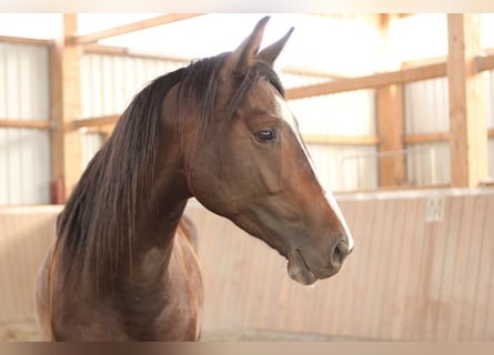 Deutsches Sportpferd, Wallach, 3 Jahre, 165 cm, Dunkelbrauner