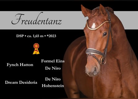 Deutsches Sportpferd, Wallach, 3 Jahre, 165 cm, Dunkelfuchs