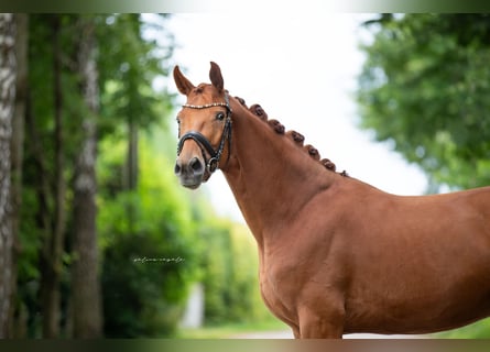 Deutsches Sportpferd, Wallach, 3 Jahre, 165 cm, Fuchs