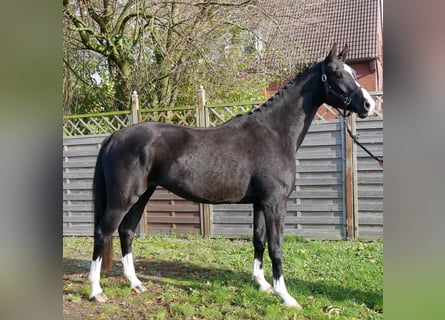 Deutsches Sportpferd, Wallach, 3 Jahre, 165 cm, Rappe