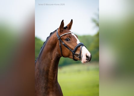 Deutsches Sportpferd, Wallach, 3 Jahre, 165 cm, Rotbrauner