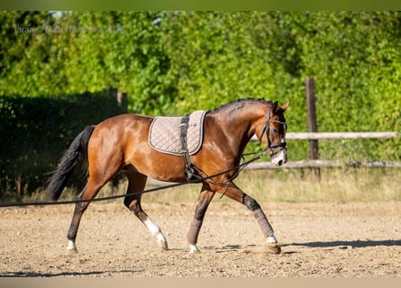 Deutsches Sportpferd, Wallach, 3 Jahre, 165 cm, Rotbrauner