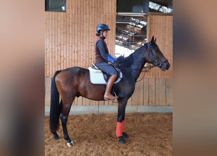 Deutsches Sportpferd, Wallach, 3 Jahre, 165 cm, Schwarzbrauner